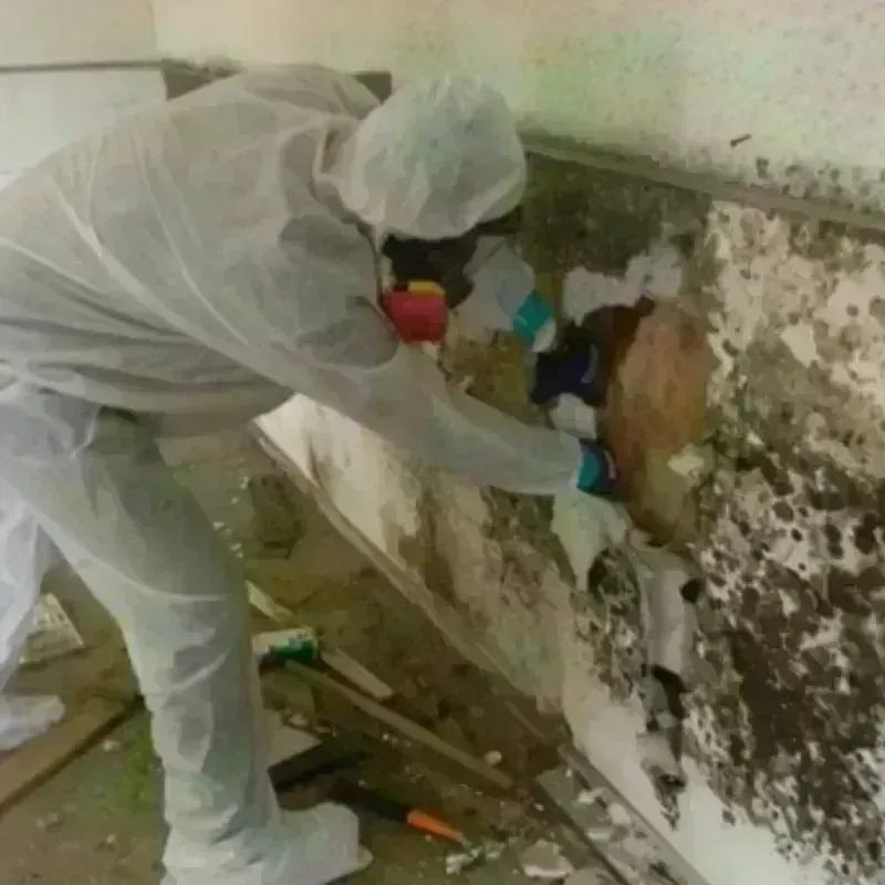 Mold Remediation and Removal in Honesdale, PA